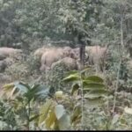 हाथियों के दिखने पर कलेक्टर ने सावधानी रखने की अपील की