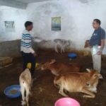 प्रयास सेवा संस्थान चांपा द्वारा बीमार पशुओं के समुचित उपचार एवं देखरेख का किया जा रहा नेक कार्य