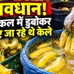 सावधान! केमिकल में डुबोकर पकाए जा रहे थे केले, 1394 KG जब्त 5596883-untitled-4-copy